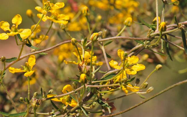 Cottsia gracilis, Slender Janusia, Southwest Desert Flora